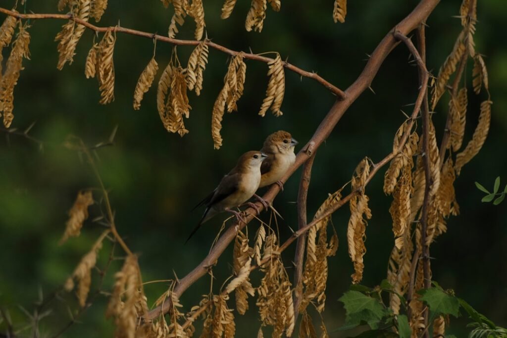 Honeyguide birds learn local human dialects