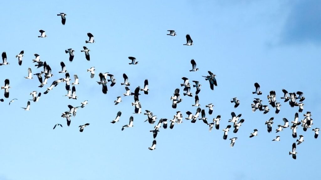 Why Do Birds Migrate Thousands of Miles Every Year? The Science Explained