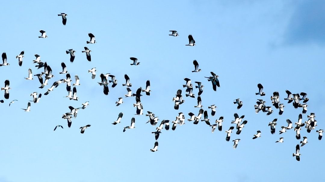 Why Do Birds Migrate Thousands of Miles Every Year? The Science Explained