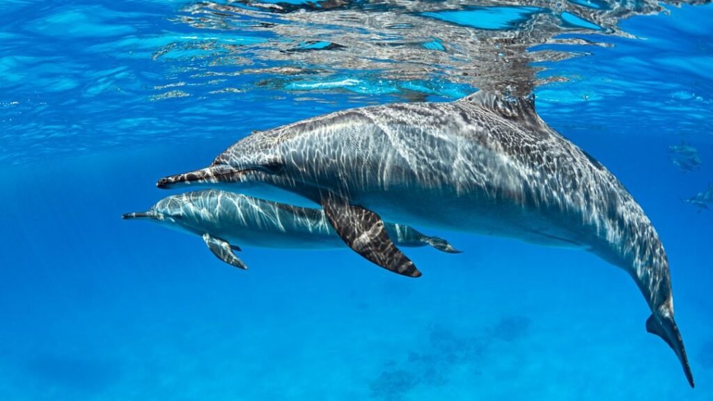 Animals Communicate in Ways So Complex, We're Just Beginning to Decipher Their Language