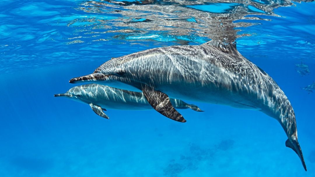 Animals Communicate in Ways So Complex, We’re Just Beginning to Decipher Their Language