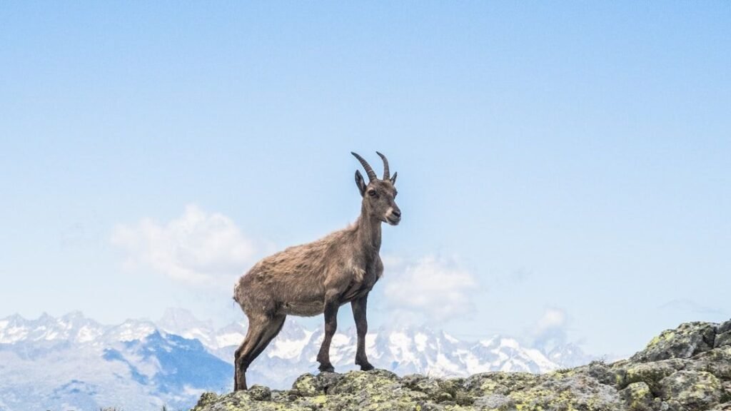 7 Incredible Ways Animals Adapt to Earth's Harshest Environments