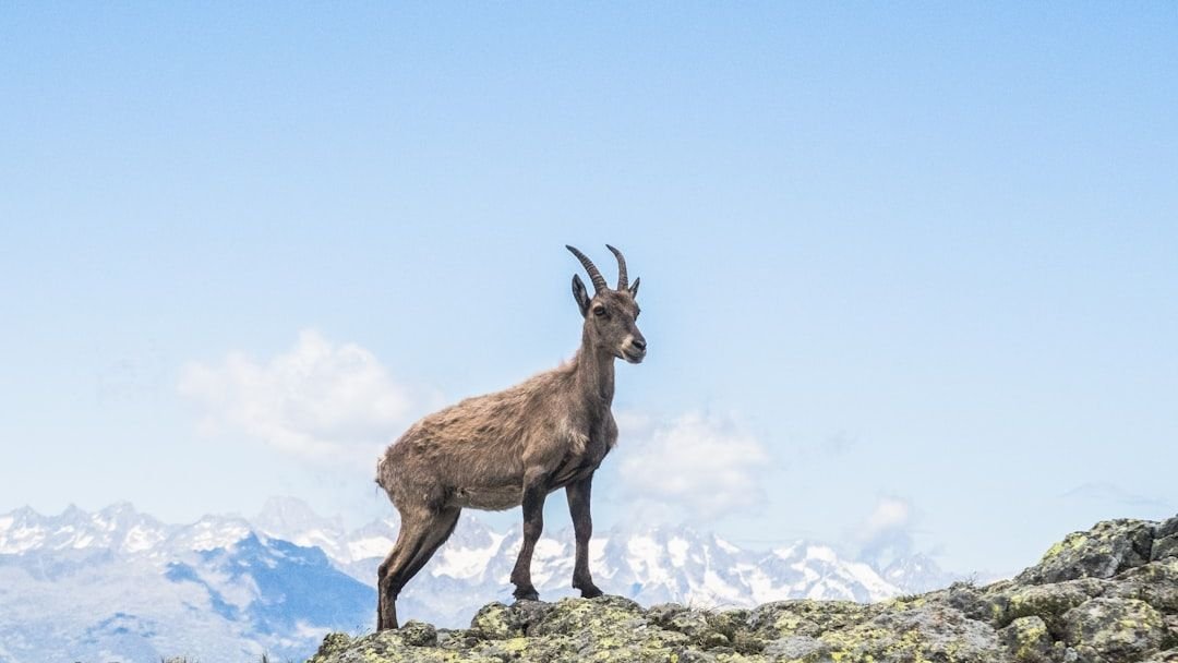 7 Incredible Ways Animals Adapt to Earth’s Harshest Environments