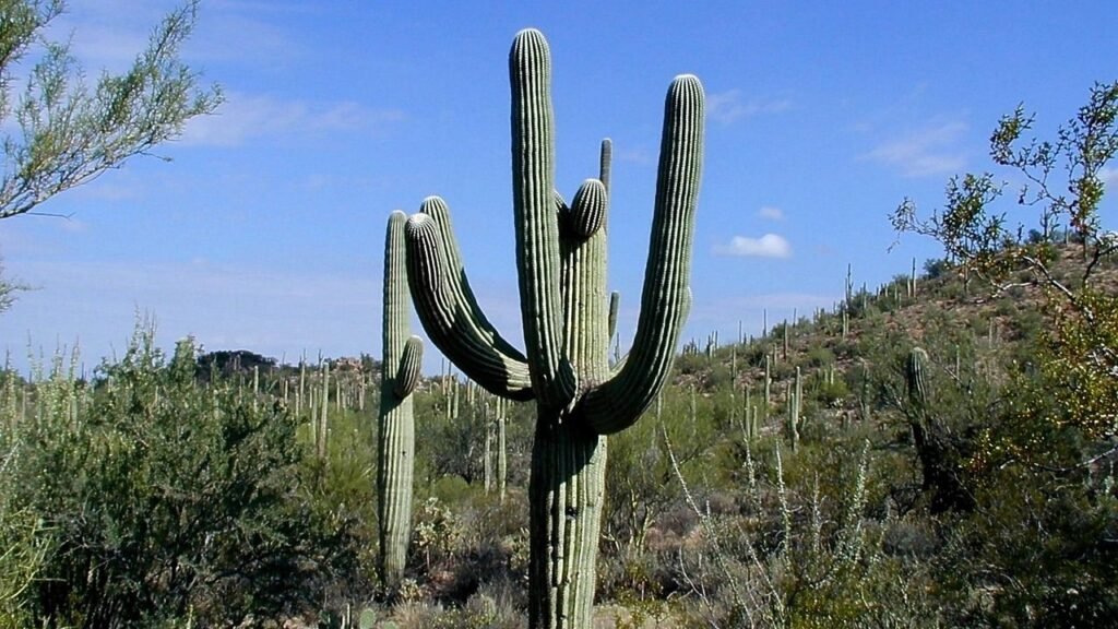 Why Arizona's Saguaro Cactus Can Live Longer Than Most Mammals