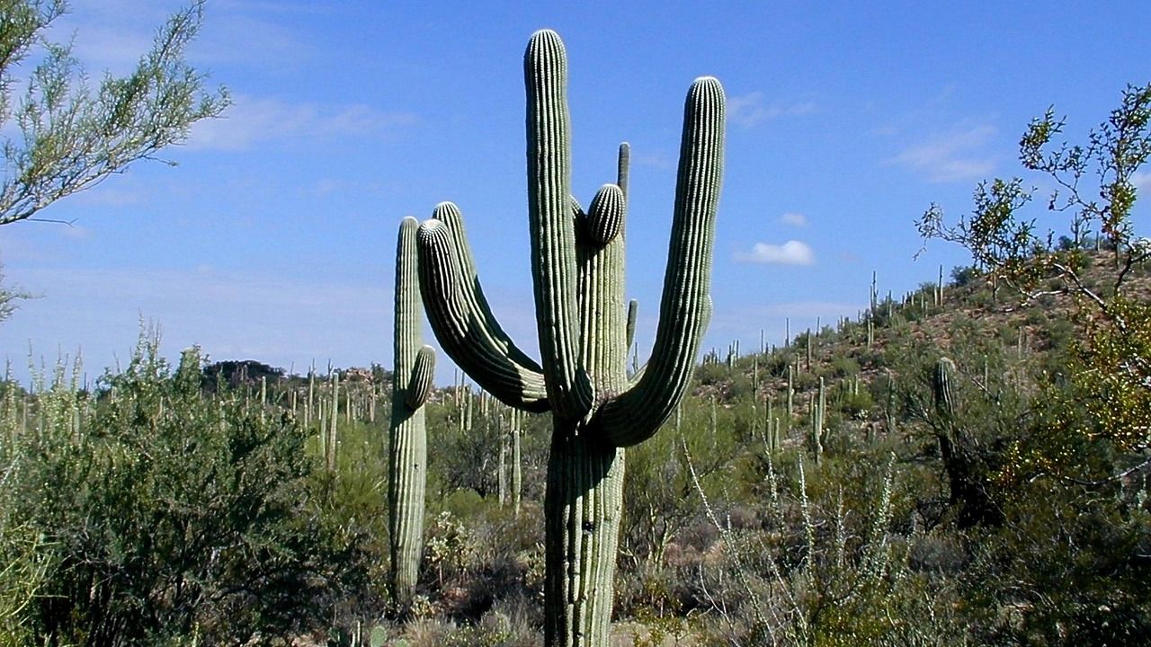 Why Arizona’s Saguaro Cactus Can Live Longer Than Most Mammals