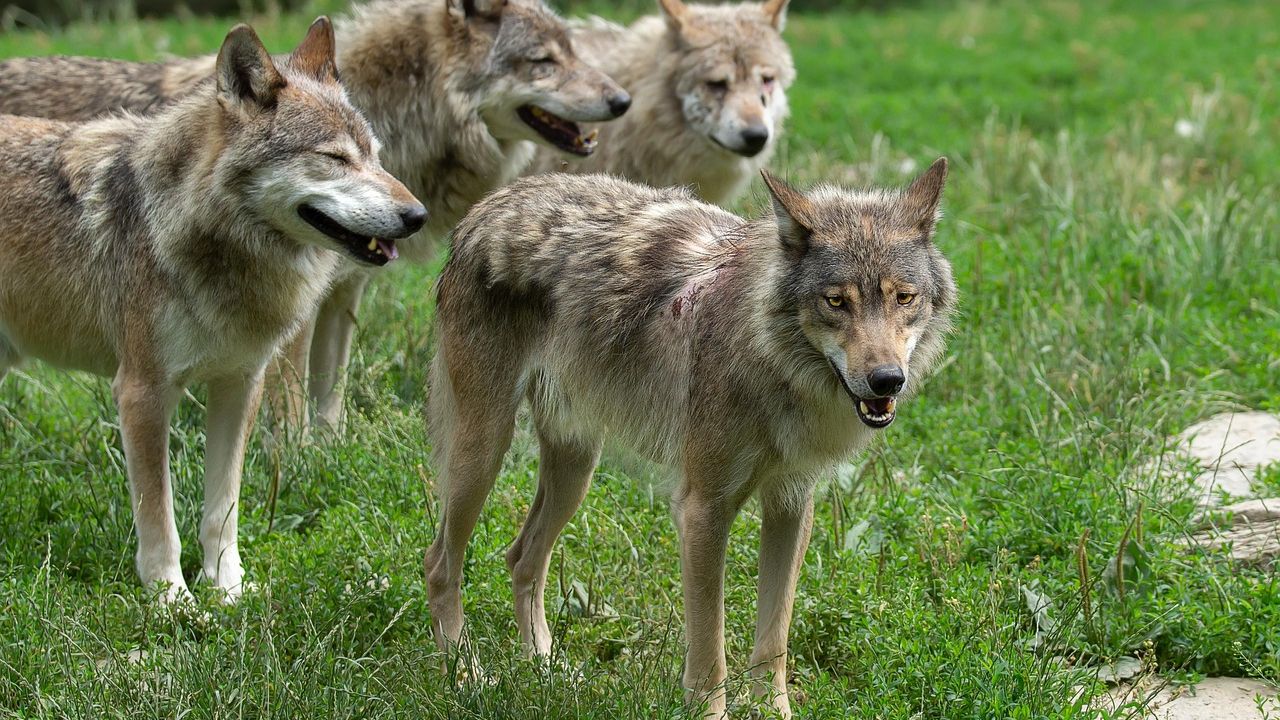 The Return of Gray Wolves to Colorado and What It Means for the Landscape