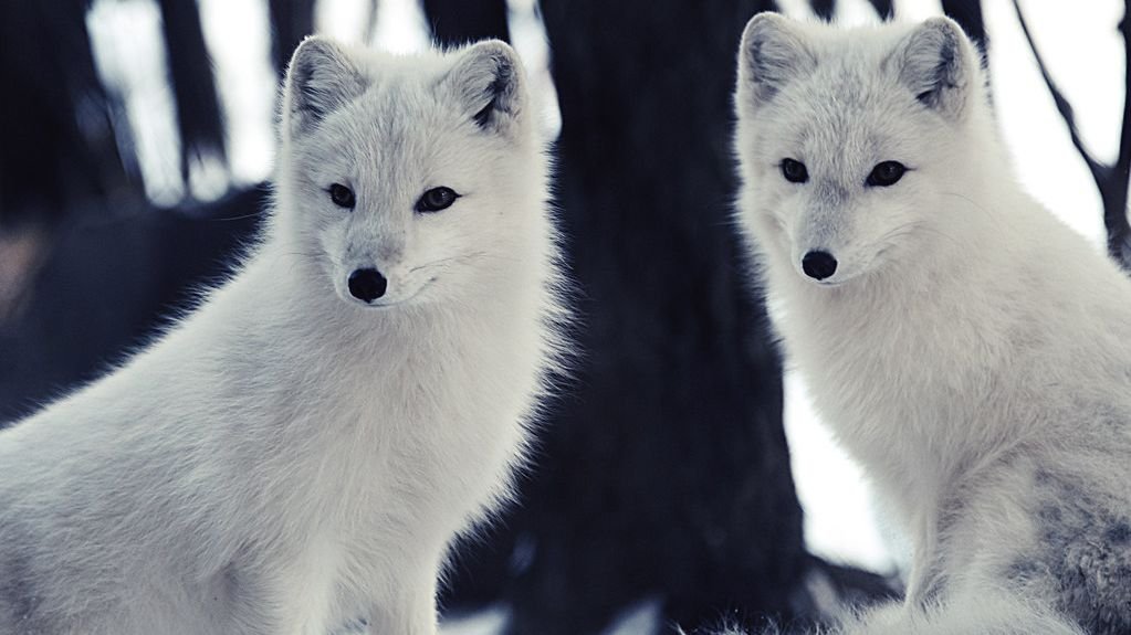 Why Arctic Foxes Are Changing Migration Patterns Faster Than Predicted
