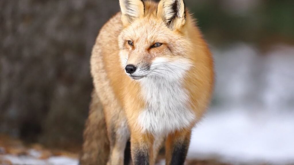 Which Wild Animal Matches Your Zodiac Signature