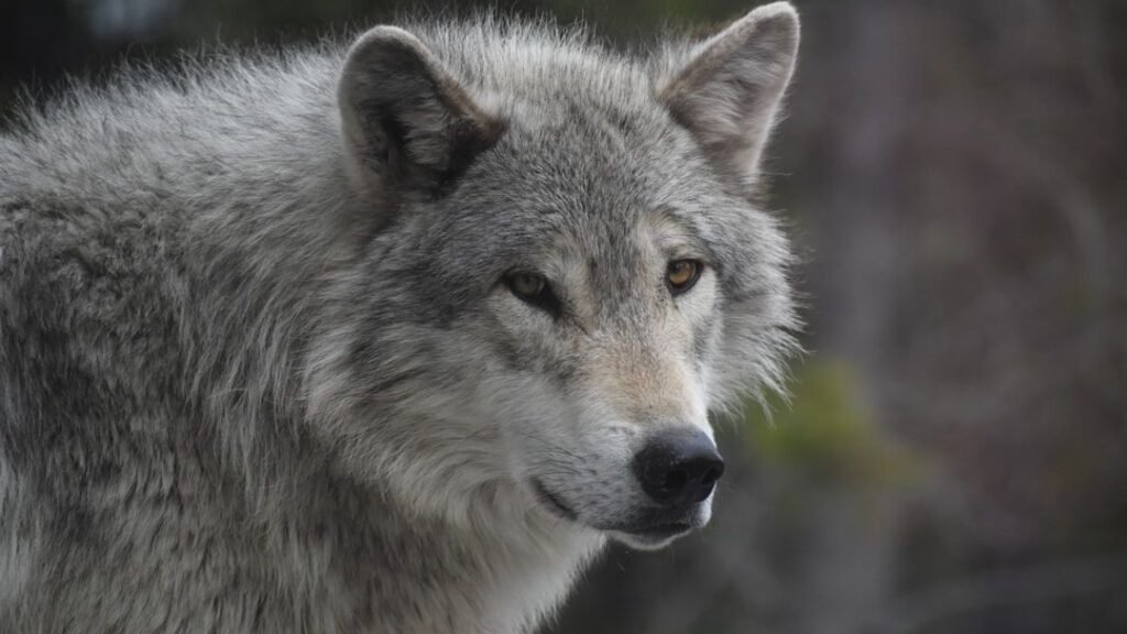 How Yellowstone’s Wolves Are Quietly Reshaping River Systems
