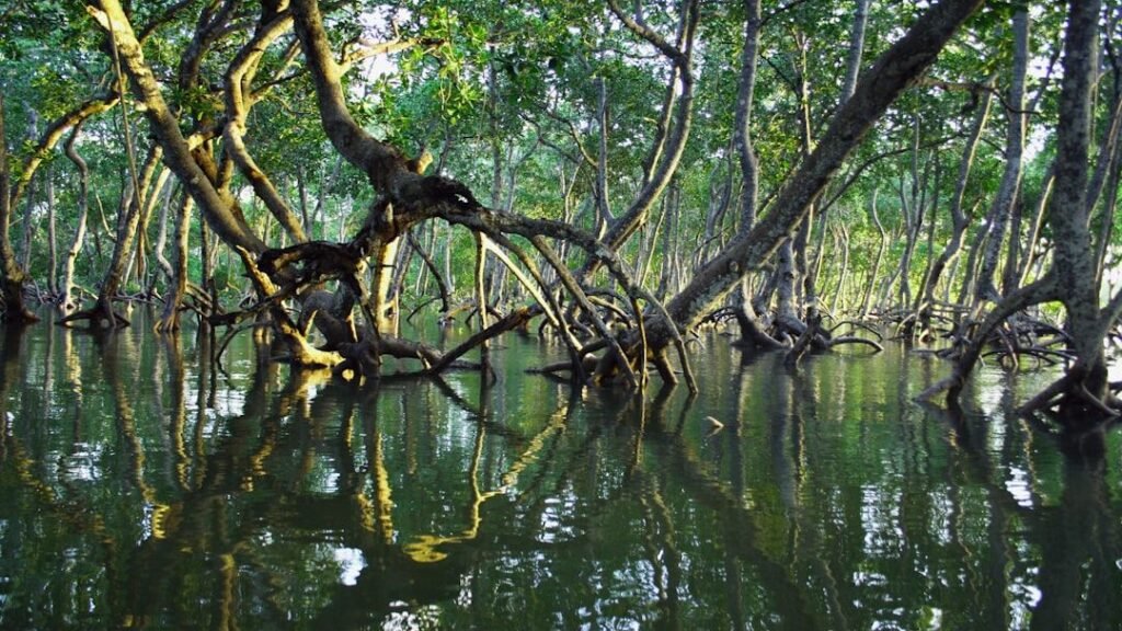 Why Florida’s Mangroves Are One of America’s Most Important Natural Defenses