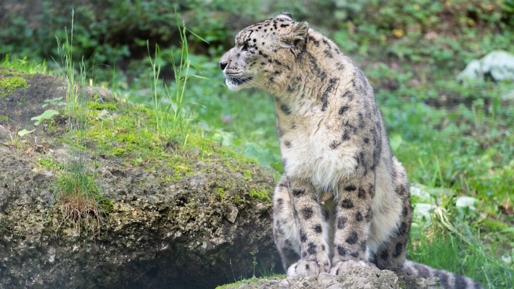 Why Snow Leopards Are Appearing in Places They Haven't Been Seen for Decades