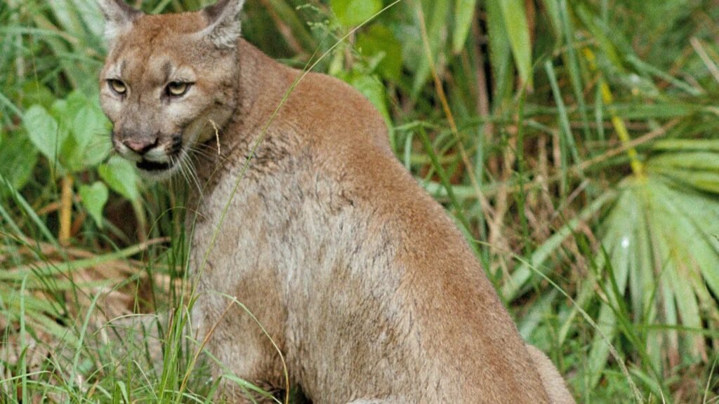 Why The Florida Panther Is Vital to The Everglades Ecosystem