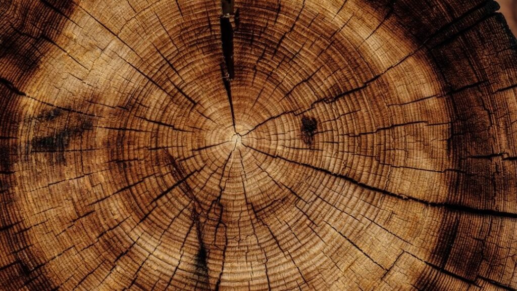 The Ancient Trees That Record Solar Storms in Their Rings