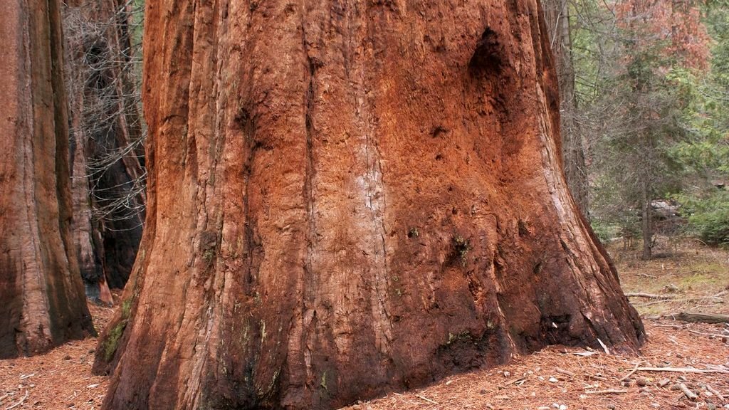 California’s Giant Sequoias and the Science Behind Their Extreme Longevity