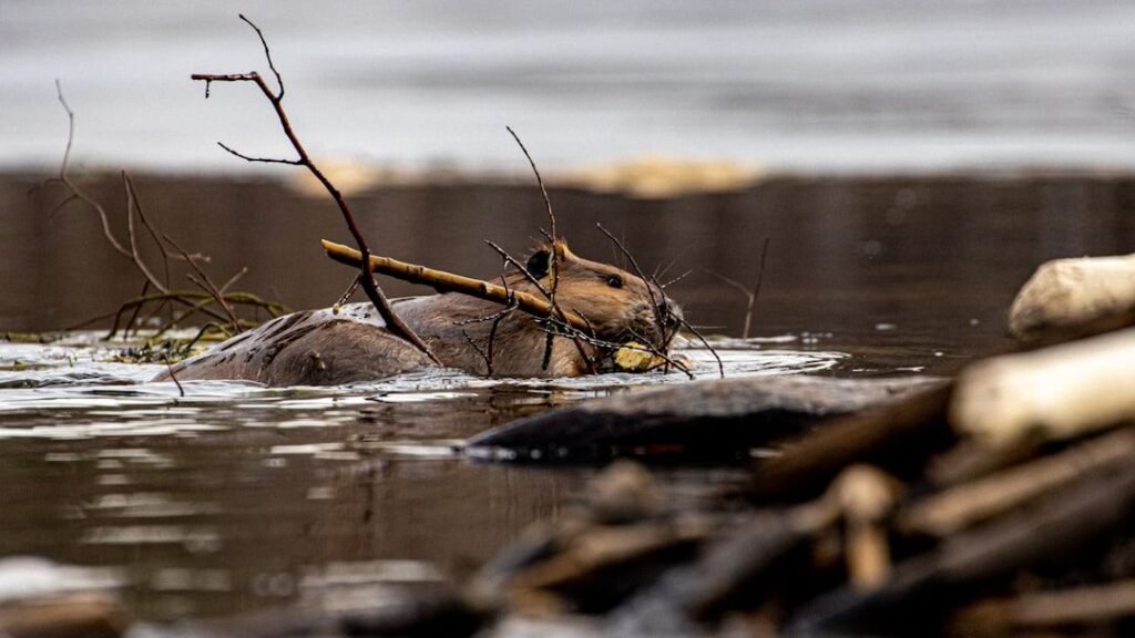 How Reintroduced Beavers Are Preventing Wildfires Naturally