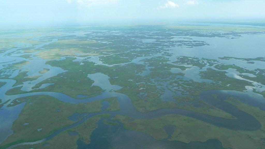 How Louisiana's Swamps Support One of North America's Richest Food Webs