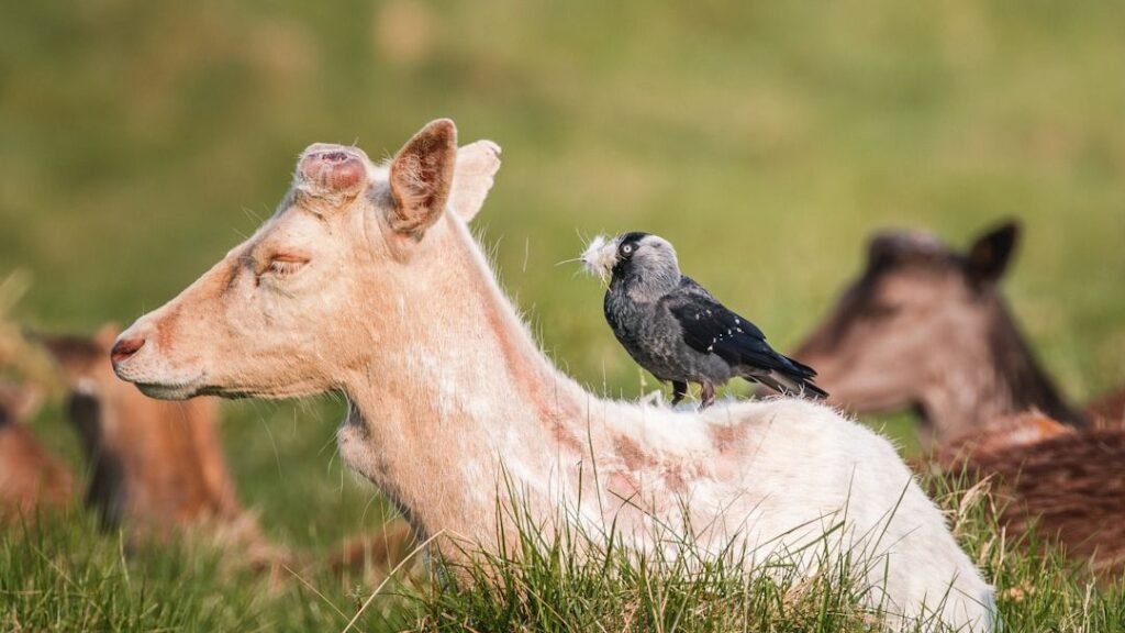 7 Remarkable Symbiotic Relationships in Nature You Won't Believe