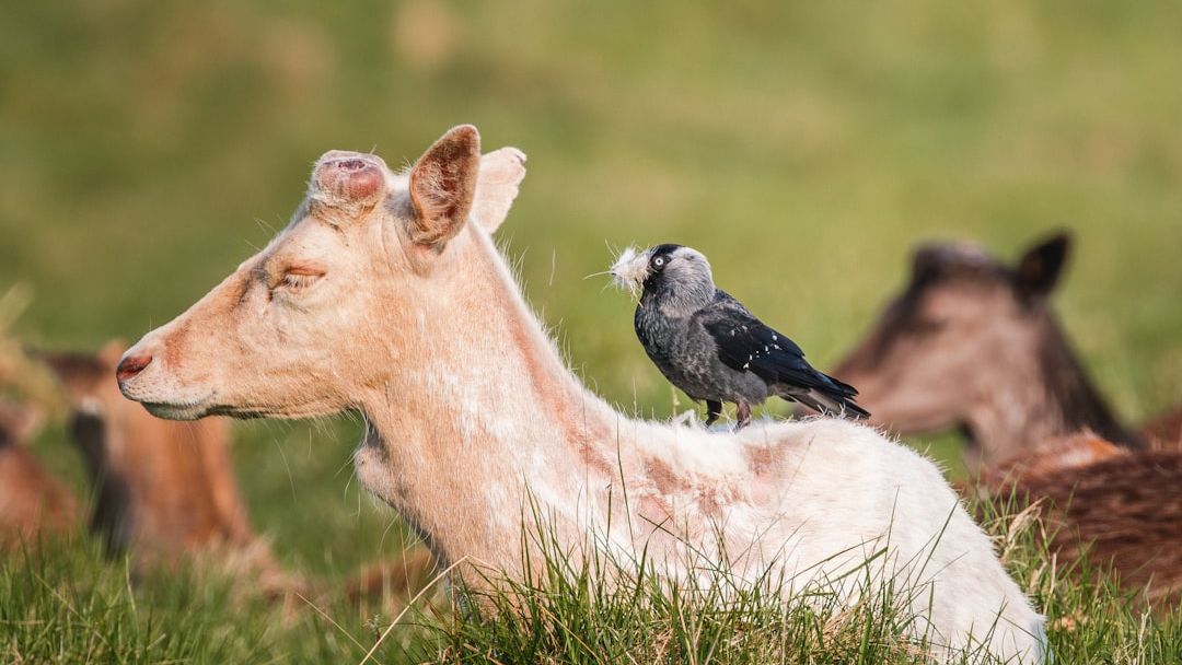 7 Remarkable Symbiotic Relationships in Nature You Won’t Believe