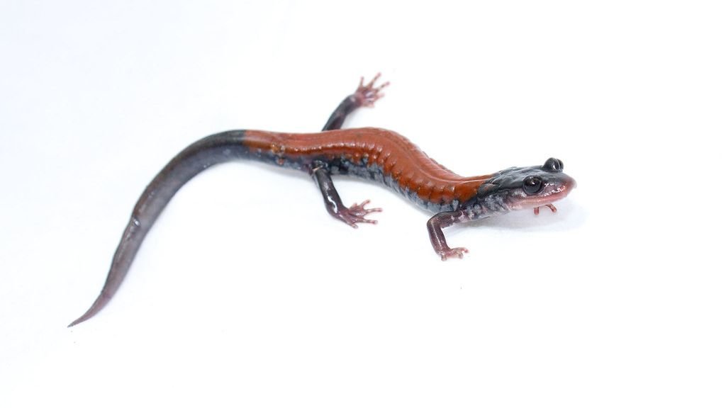 The Appalachian Salamanders Found Nowhere Else on Earth
