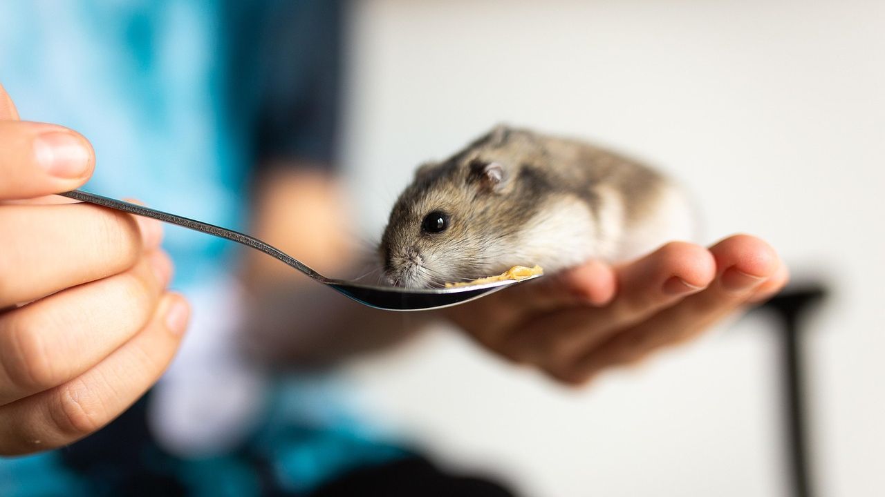 The Zodiac Signs Most Drawn To Small Pets