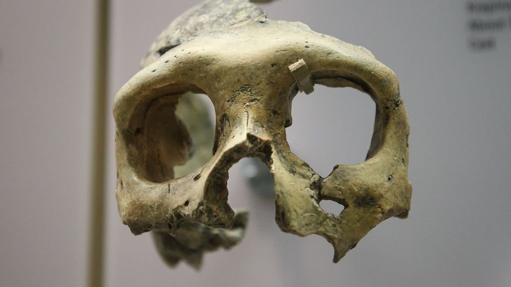 Newly Discovered Fossils Suggest Humans Nearly Went Extinct 900,000 Years Ago