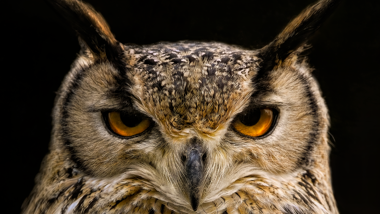 The 12 Zodiac Signs and the Predators They Become Under Pressure