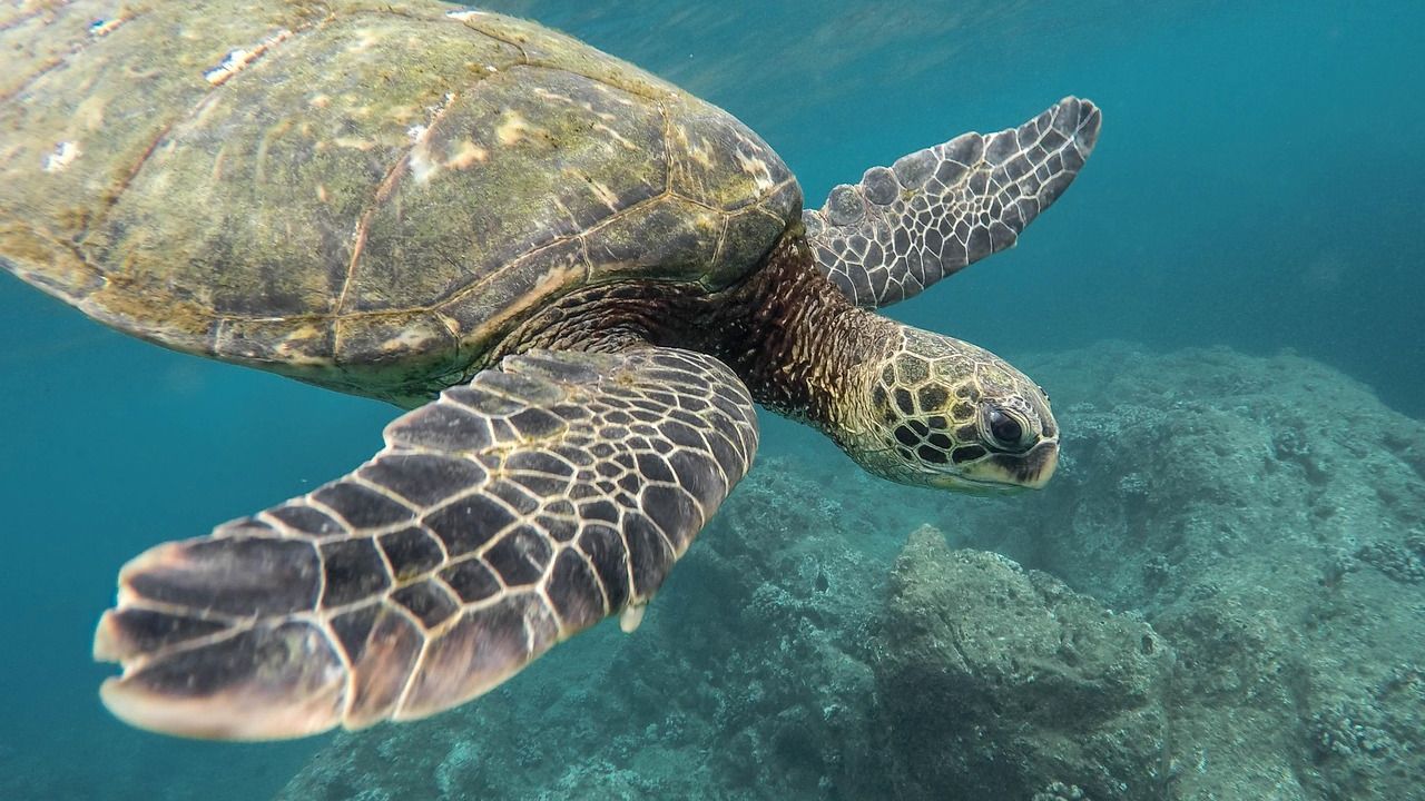 Why Some Animals Can See Magnetic Fields: A Biological GPS Explained