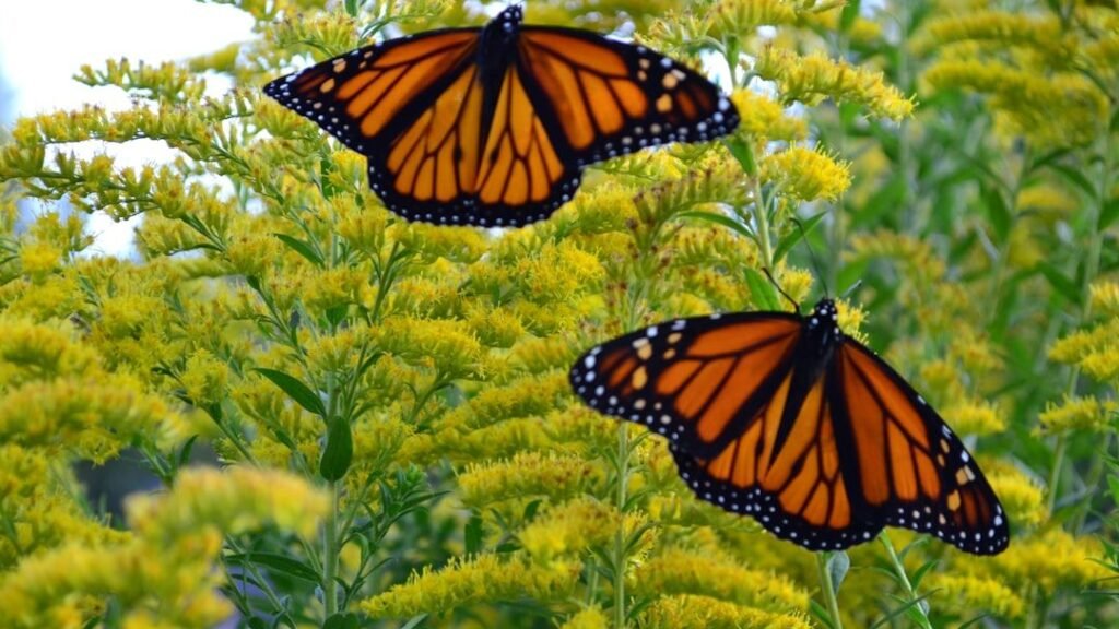 The Incredible Journey of Monarch Butterflies: A Natural Wonder of the Americas