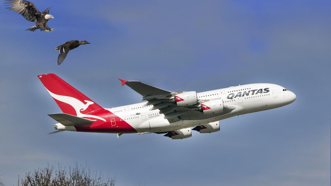 The Amazing Physics of Flight: How Birds and Planes Defy Gravity