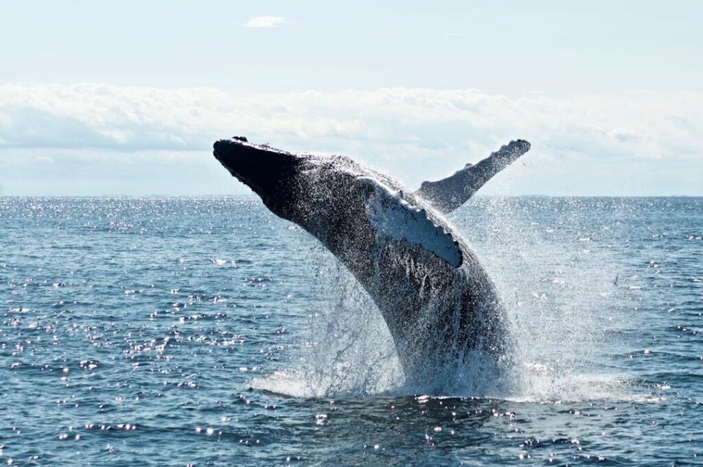 Canadian humpback whales thrive with a little help from their friends