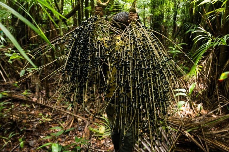 Brazil declares açaí a national fruit amid biopiracy concerns