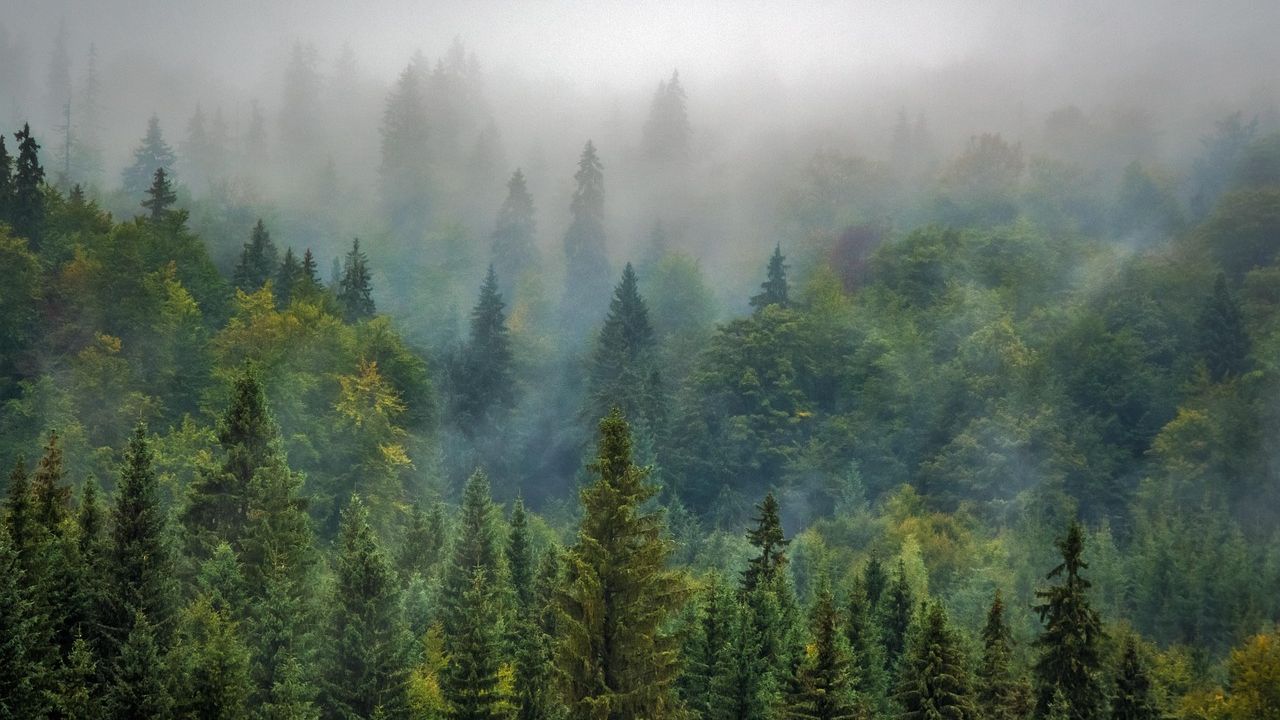 The Secret Language of Trees: How Forests Communicate Across Vast Distances