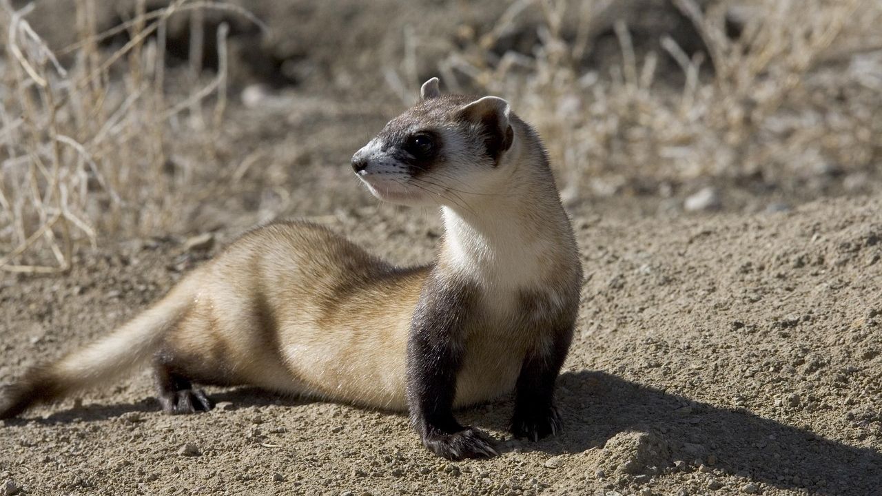 10 Unique American Animals on the Brink of Disappearance and Why They Matter