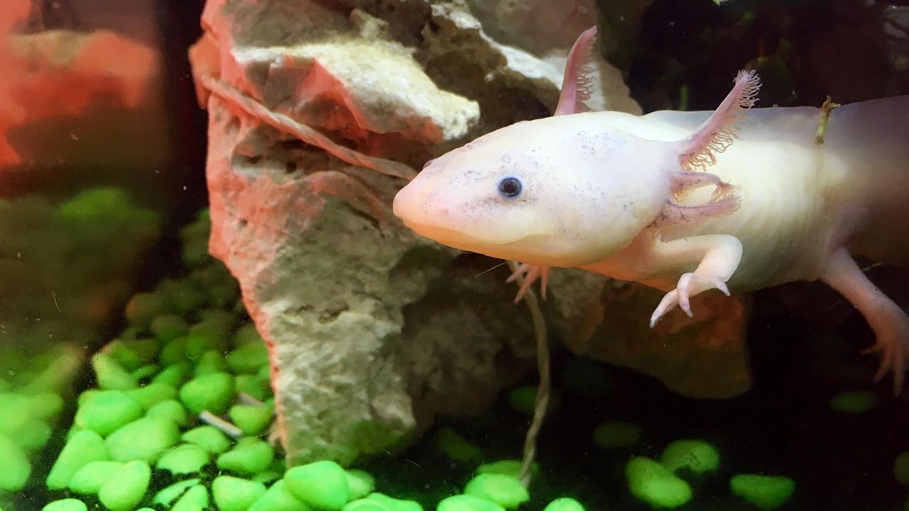 7 Extraordinary Animals That Can Regenerate Lost Body Parts