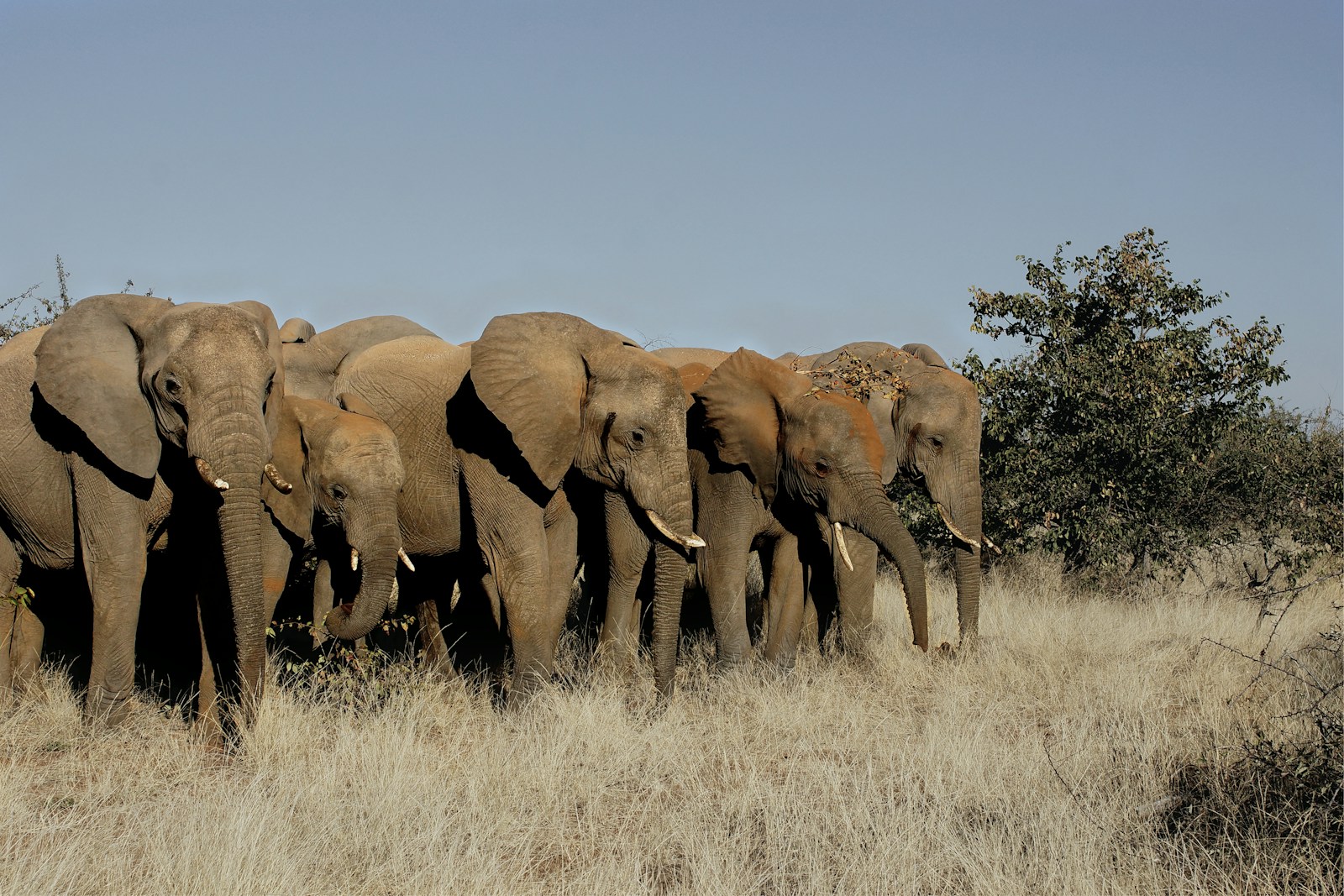 Some Animals Exhibit Intelligence Far Beyond Our Wildest Expectations