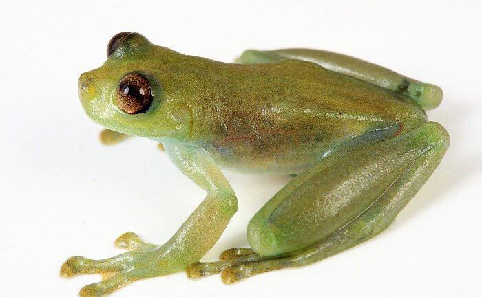 The Glass Frog With See-Through Skin