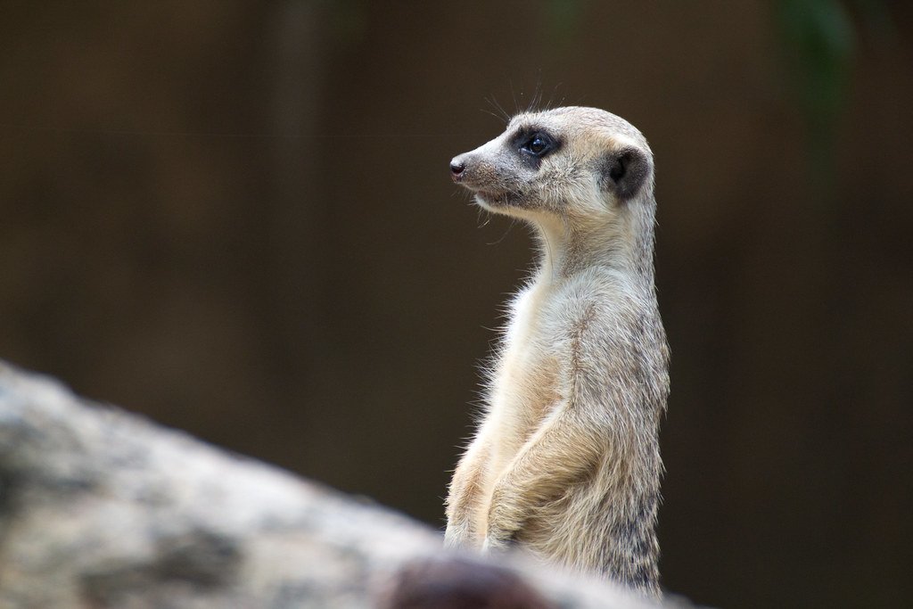 Animal Prediction of Natural Disasters 