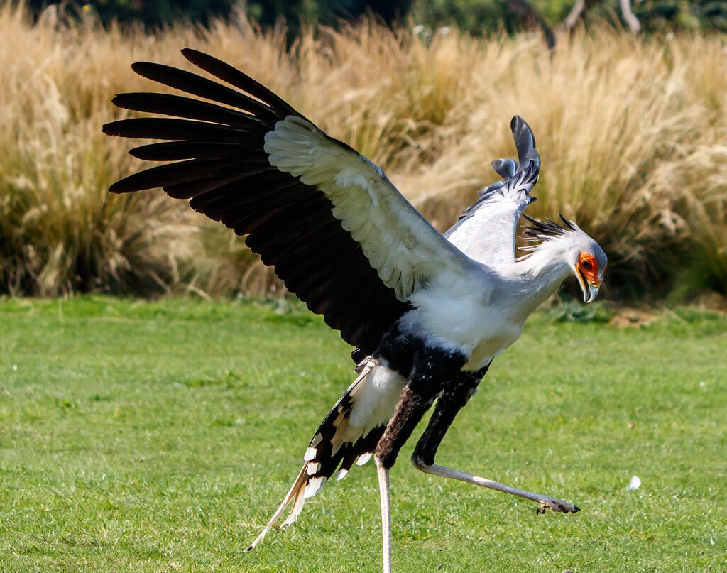 The Secretary Bird With a Devastating Kick