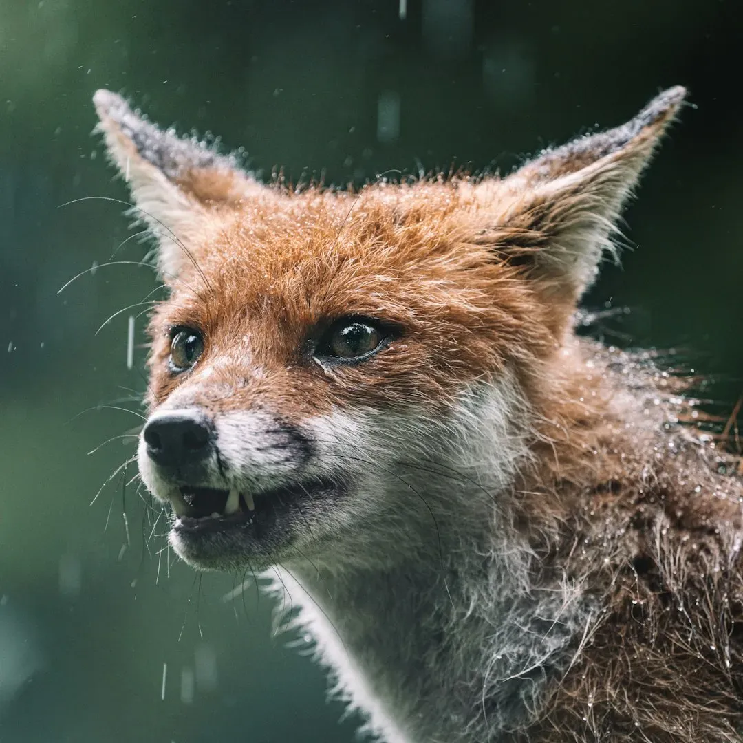 How Animals Predict Weather: The Ancient Wisdom of Nature’s Forecasts