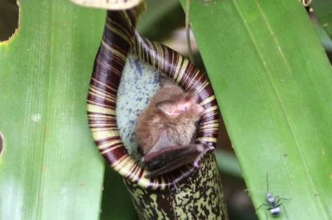 Woolly Bats and Pitcher Plants: A Bathroom Deal You Won't Believe 