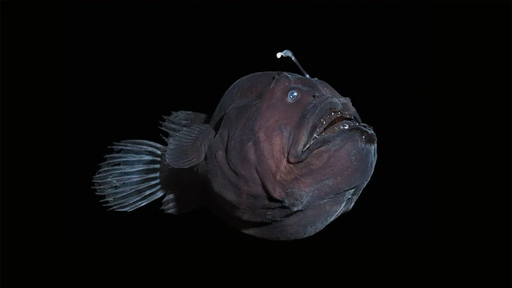 The Anglerfish With Its Built-In Lure