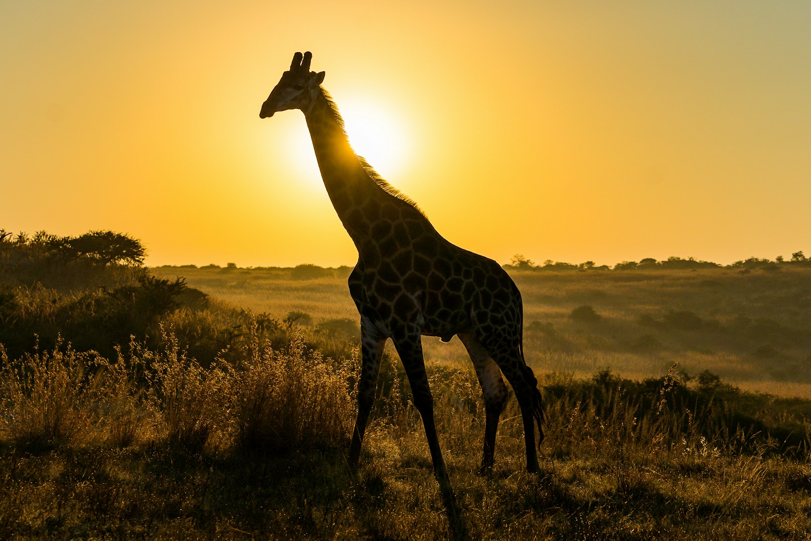 What Wild Animal Reflects Your Zodiac Sign’s Reaction to Stress