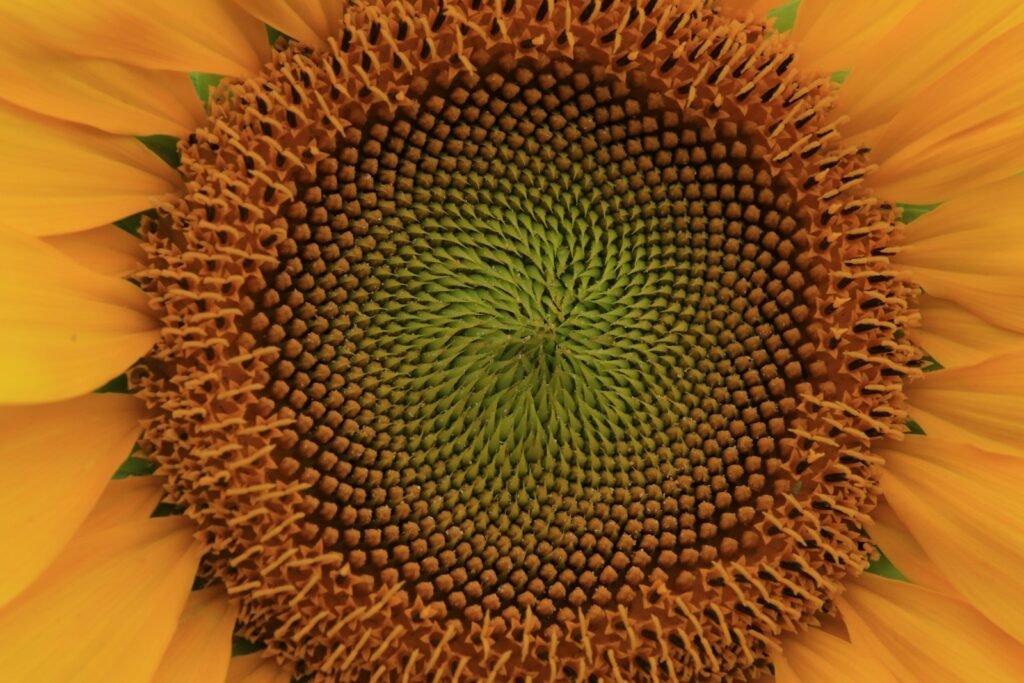 a close up of a sunflower