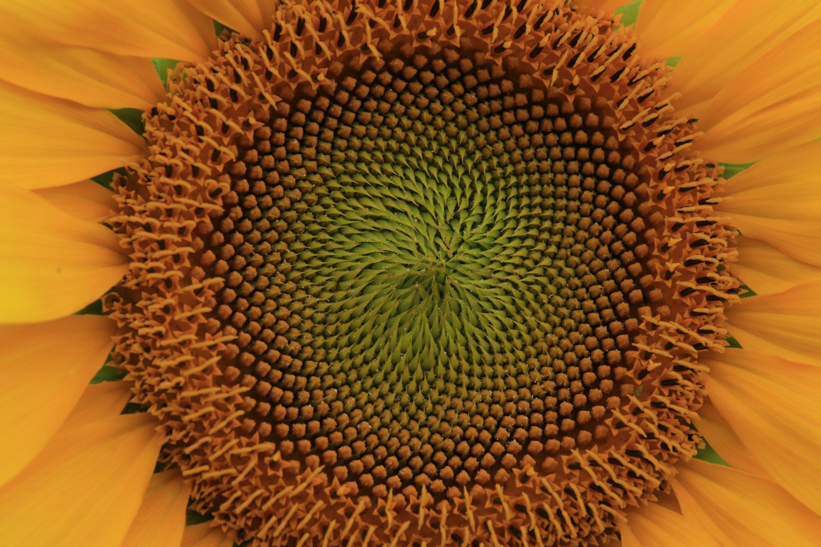 The Fibonacci Sequence: Nature’s Hidden Code in Everything