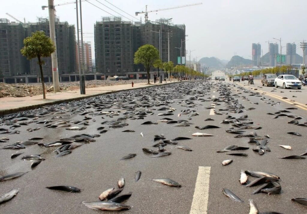 Waterspouts Raining Fish and Frogs