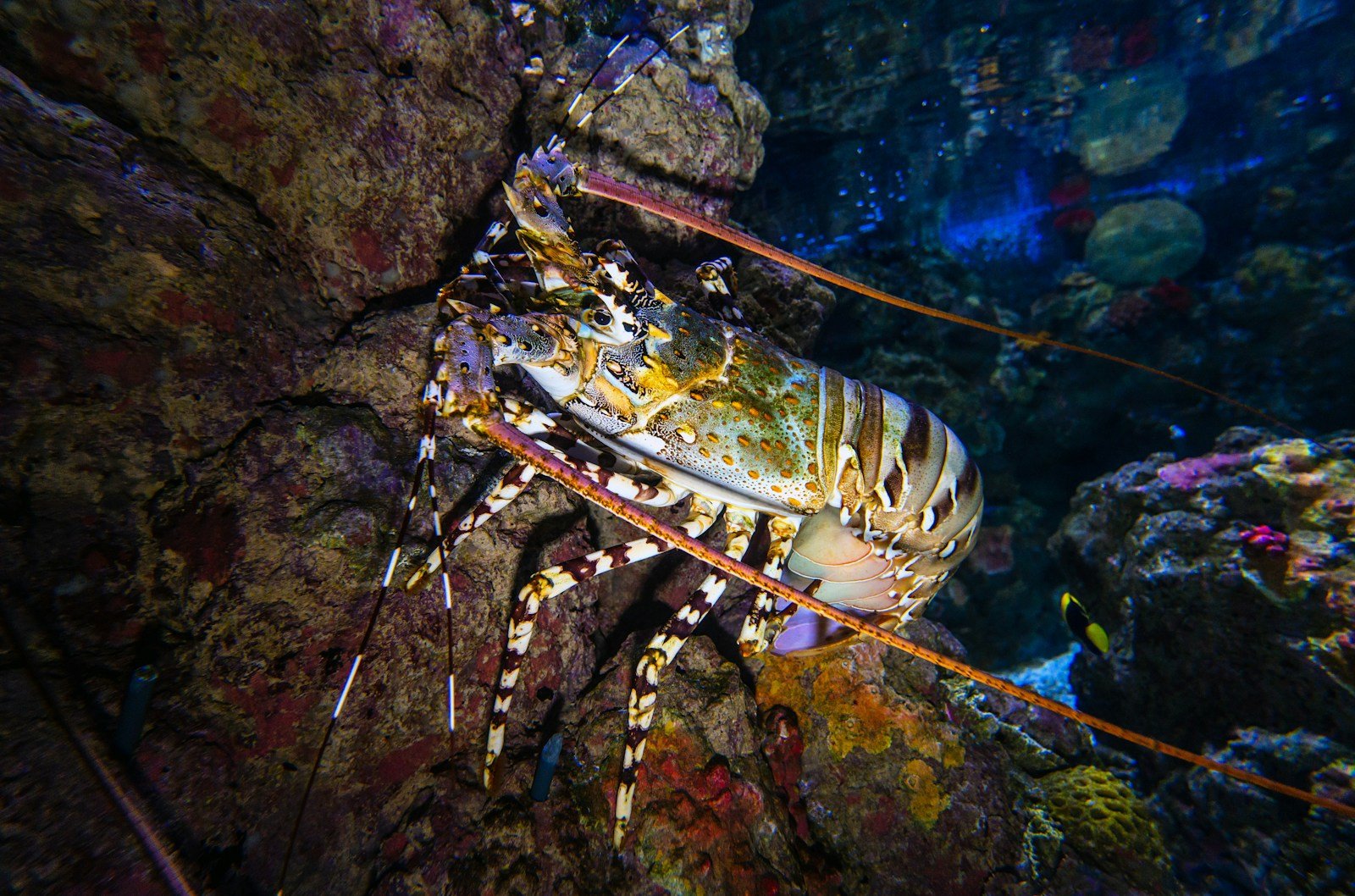 10 Animals With Extraordinary Senses That Allow Them To Perceive A Hidden World