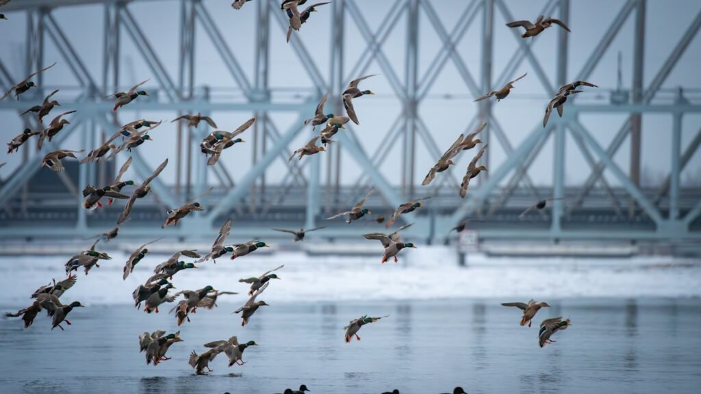 A flock of ducks flying over a frozen river.