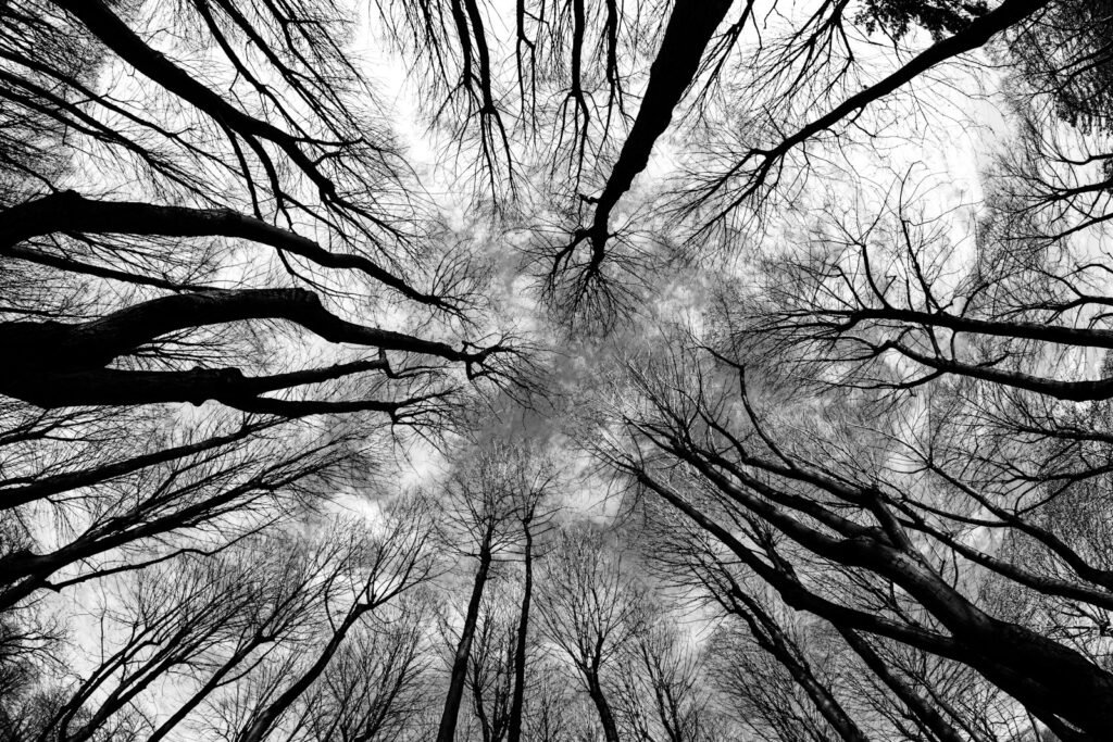 bare trees under white sky during daytime