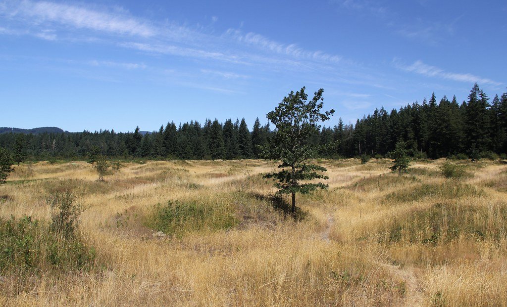 Mima Mounds: Nature's Bubble Wrap 