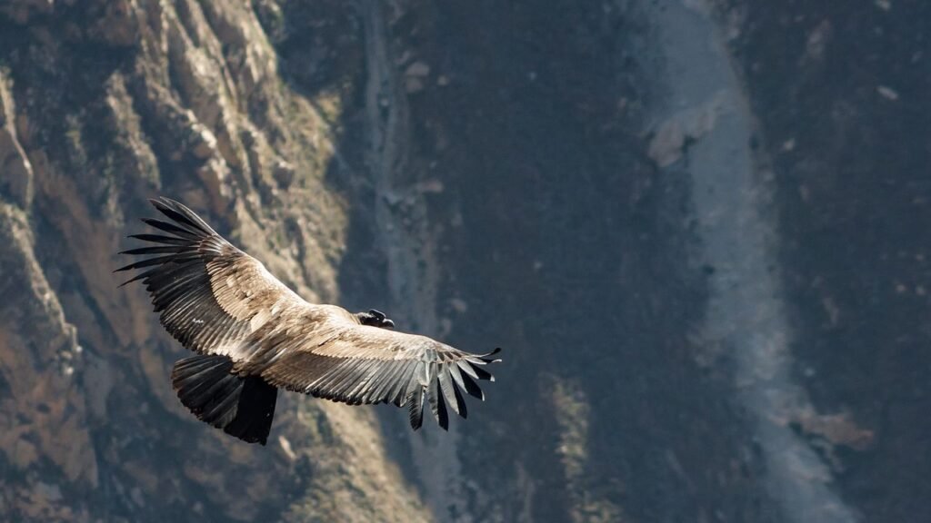 The US States With The Most Condors